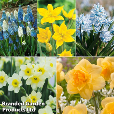 Spring Bulb Beach Collection - 170 Bulbs