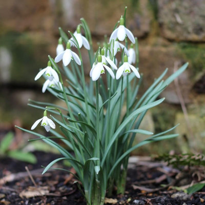 Spring Bulb Collection - 6 x 9cm Pots of Mixed Outdoor Growing ...