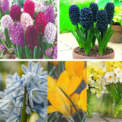 Spring Bulb Collection - Mixed Hyacinth Narcissus Crocus - Garden ...