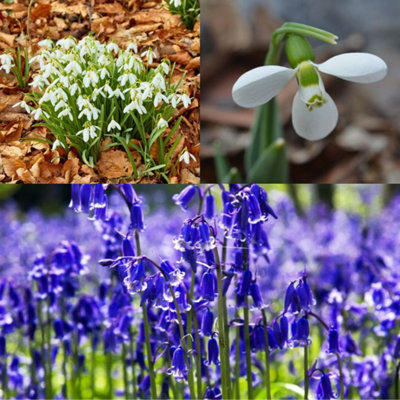 Spring Bulbs in The Green Trio - 75 Bulbs - Naturalise in Grass or ...