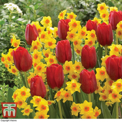 Spring Companions Bulb Collection 32 Bulbs