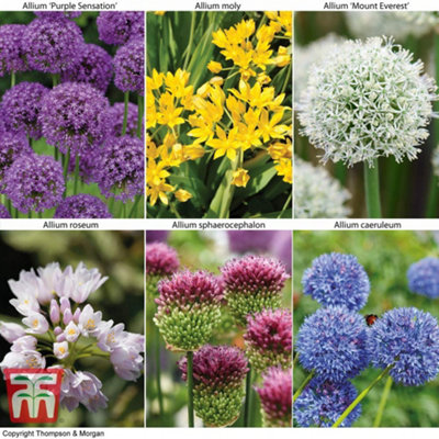 Spring Flowering Allium Collection 100 Bulbs + Bulb Planter Tool