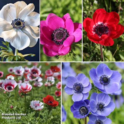 Spring Flowering Anemone Rainbow Collection 175 Bulbs