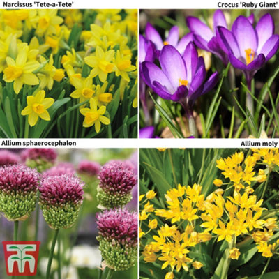 Spring Flowering Bonanza Collection - 50 Bulbs