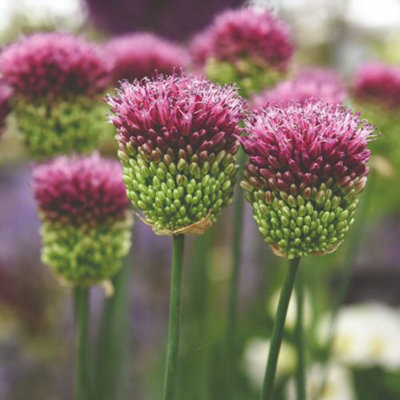 Spring Flowering Bonanza Collection - 50 Bulbs