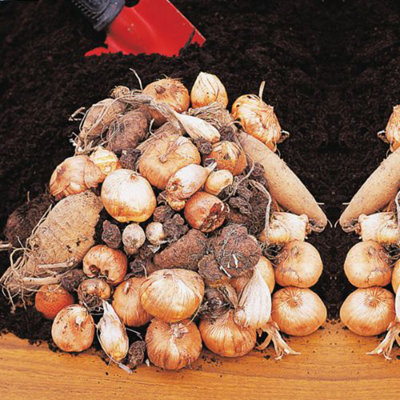 Spring Flowering Bonanza Collection - 50 Bulbs - 6