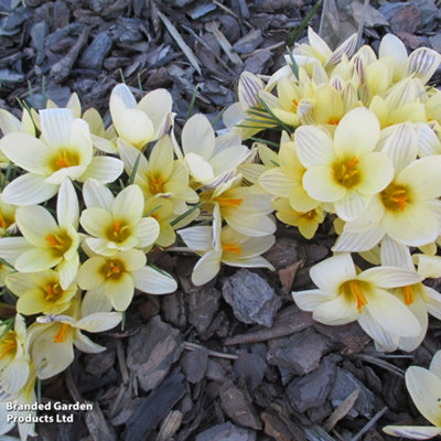 Spring Flowering Crocus Cream Beauty 50 Bulbs - 3