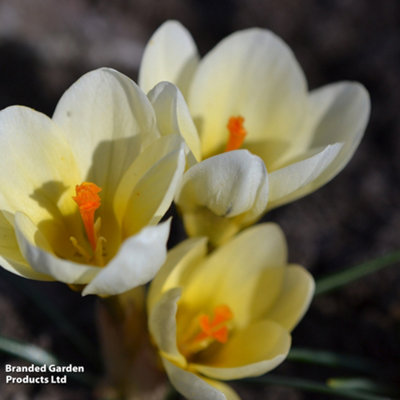 Spring Flowering Crocus Cream Beauty 50 Bulbs - 4