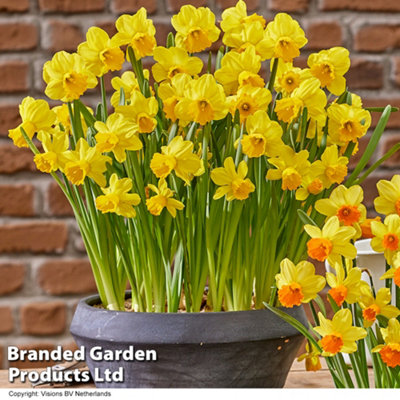 Spring Flowering Daffodil Adriana Geertruida 30 Bulbs