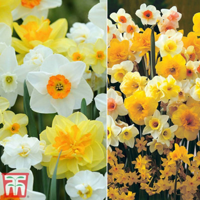 Spring Flowering Daffodil Collection 80 Bulbs