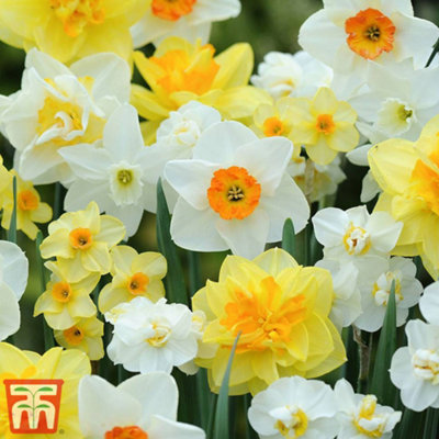 Spring Flowering Daffodil Collection 80 Bulbs