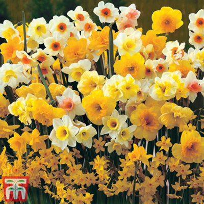 Spring Flowering Daffodil Collection 80 Bulbs - 3