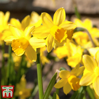 Spring Flowering Daffodil Cornish Chuckles 20 Bulbs