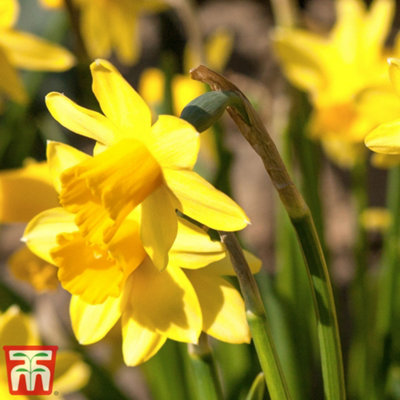 Spring Flowering Daffodil Cornish Chuckles 20 Bulbs