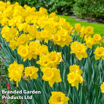 Spring Flowering Daffodil Cornish Rosemoor Gold 20 Bulbs