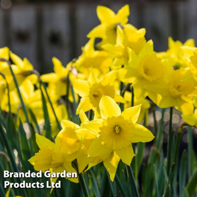 Spring Flowering Daffodil Cornish Rosemoor Gold 20 Bulbs
