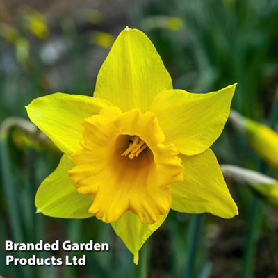 Spring Flowering Daffodil Cornish Treglisson 20 Bulbs