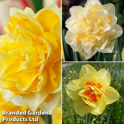 Spring Flowering Daffodil Doubles Collection 20 Bulbs