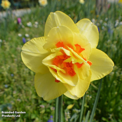 Spring Flowering Daffodil Doubles Collection 20 Bulbs