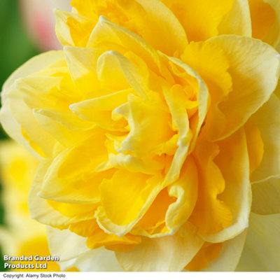 Spring Flowering Daffodil Doubles Collection 20 Bulbs - 3