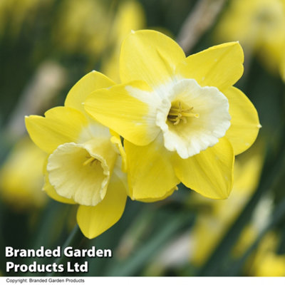 Spring Flowering Daffodil Jonquilla pipit 20 Bulbs