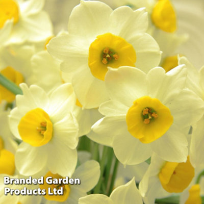 Spring Flowering Daffodil Jonquilla Sundisc 20 Bulbs