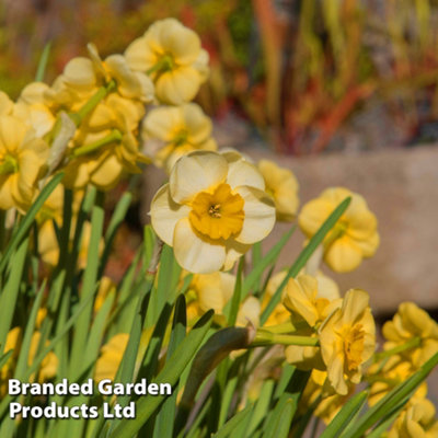 Spring Flowering Daffodil Jonquilla Sundisc 20 Bulbs