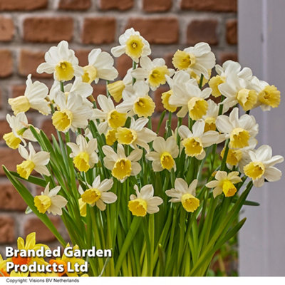 Spring Flowering Daffodil Josina Elisabeth 30 Bulbs