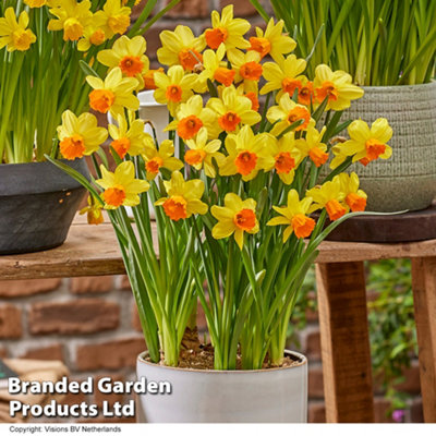 Spring Flowering Daffodil Maria Geertruida 30 Bulbs