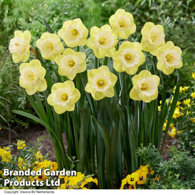 Spring Flowering Daffodil Mr Vain 40 Bulbs