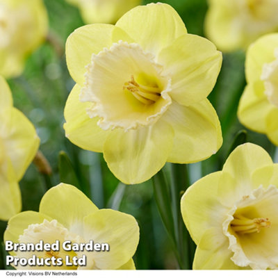 Spring Flowering Daffodil Mr Vain 40 Bulbs