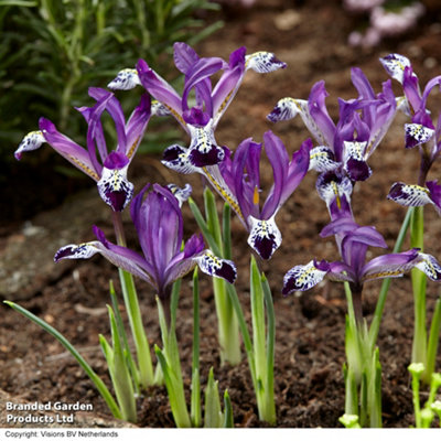 Spring Flowering Iris reticulata Spot On 10 Bulbs