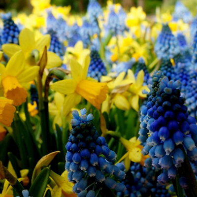 Spring Flowering Mix  (Approx.167 Bulbs ) by Jamieson Brothers