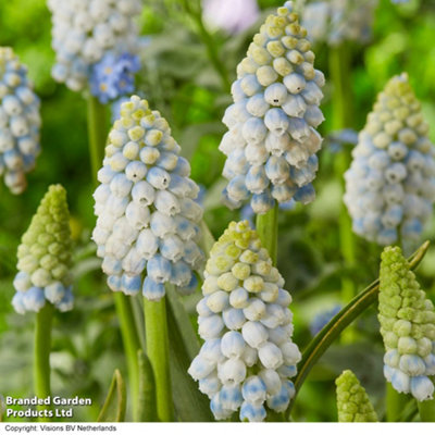 Spring Flowering Muscari Alaska 8 Bulbs