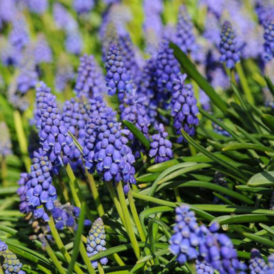 Spring Flowering - Muscari Armeniacum - 85 Bulbs