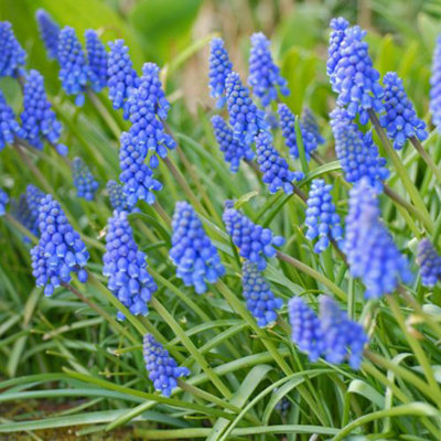 Spring Flowering - Muscari Armeniacum - 85 Bulbs - 3