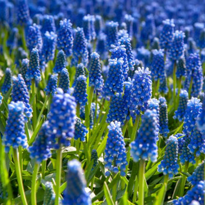 Spring Flowering - Muscari Armeniacum - 85 Bulbs - 4