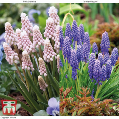 Spring Flowering Muscari Duo 95 Bulbs