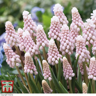 Spring Flowering Muscari Duo 95 Bulbs - 3