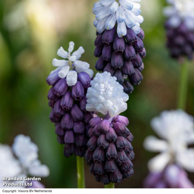 thumbnail image 2 of YouGarden Muscari ‘Joyce Spirit’ Grape Hyacinth Bulbs – 50 Pack, Size 7/8, Spring Flowering, Easy-Grow Perennial 2 of 12