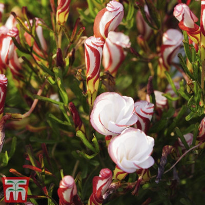 Spring Flowering Oxalis versicolor 10 Bulbs