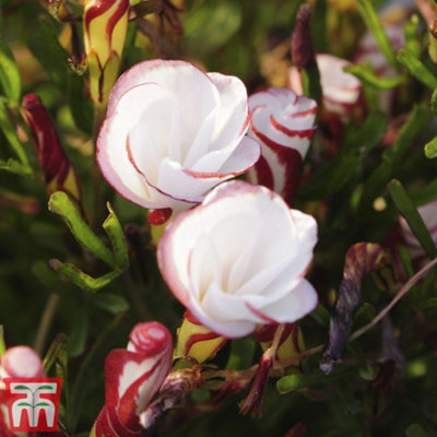 Spring Flowering Oxalis versicolor 10 Bulbs