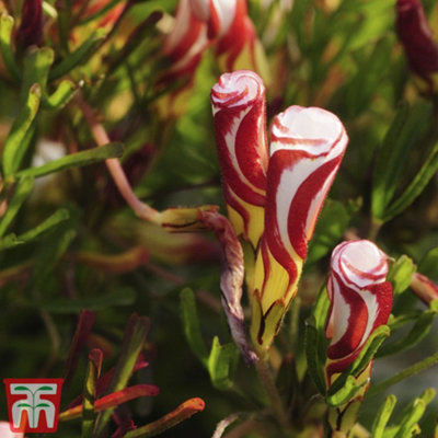 Spring Flowering Oxalis versicolor 10 Bulbs - 3