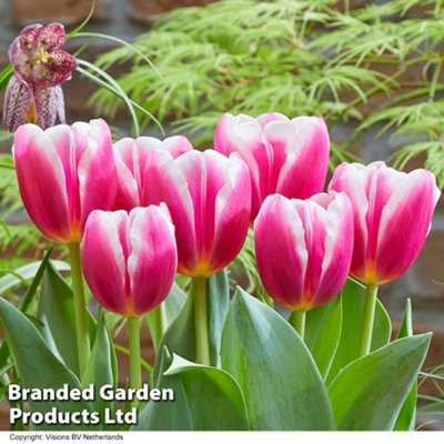 Spring Flowering - Tulip Angels Share 8 Bulbs