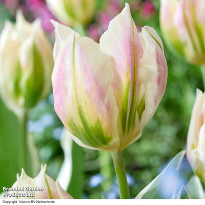 Spring Flowering Tulip Blushing Artist 16 Bulbs