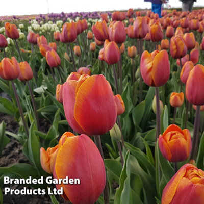 Spring Flowering Tulip Bronze Perfection 16 Bulbs
