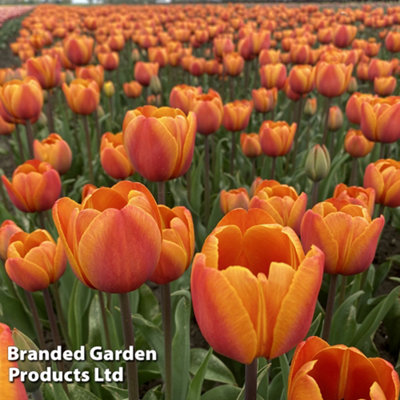 Spring Flowering Tulip Bronze Perfection 16 Bulbs