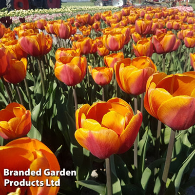 Spring Flowering Tulip Bronze Perfection 16 Bulbs - 3