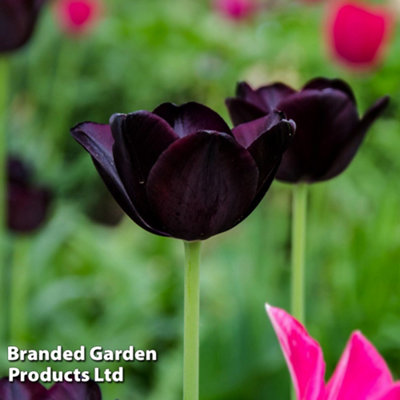 Spring Flowering Tulip Bulbs Paul Scherer 20 Bulbs - 3