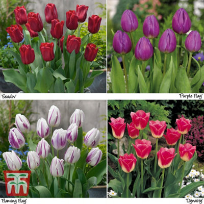 Spring Flowering Tulip Collection 120 Bulbs (Size 10/11)